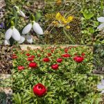 Amenzi de pana la 50000 de lei in Tulcea pentru cei care culeg flori protejate din natura