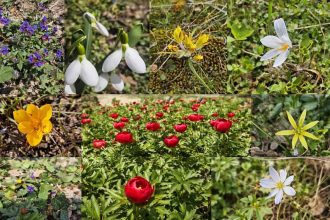 Amenzi de pana la 50000 de lei in Tulcea pentru cei care culeg flori protejate din natura