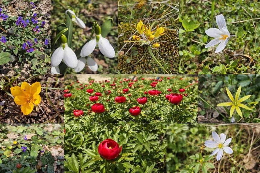 Amenzi de pana la 50000 de lei in Tulcea pentru cei care culeg flori protejate din natura