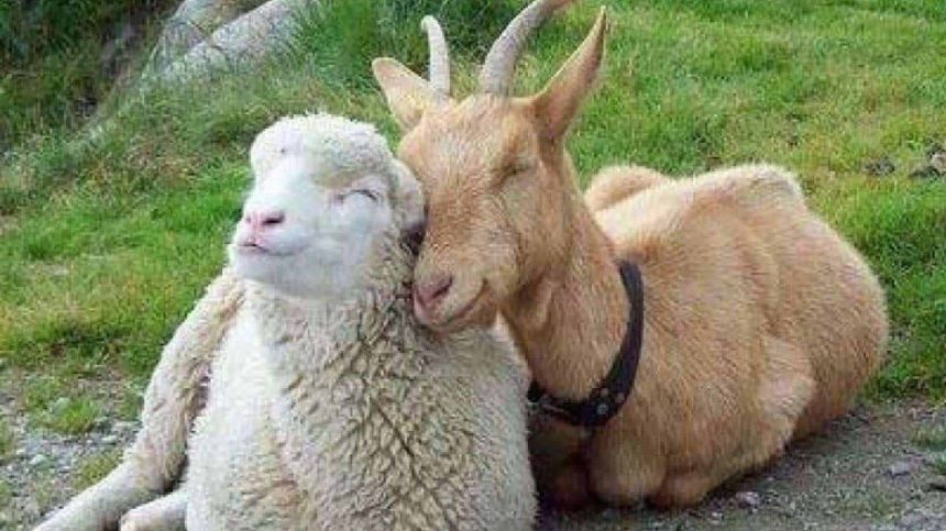 Atentie tulceni carnea de miel din surse neautorizate un risc pentru sanatate Recomandarile ANSVSA pentru masa de Paste