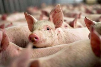 Autoritatile din Tulcea solicita respectarea normelor de crestere a porcilor din cauza riscului de pesta porcina africana