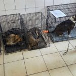 Din grija pentru cei fara voce 52 de animale sterilizate la Topolog foto