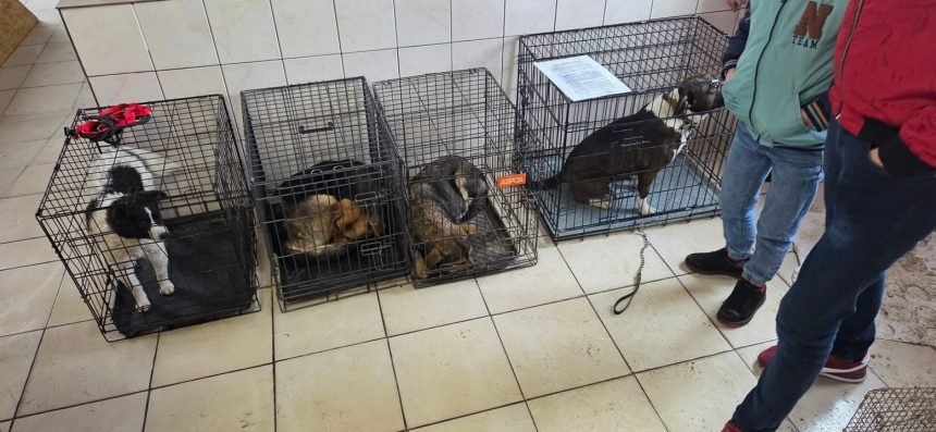 Din grija pentru cei fara voce 52 de animale sterilizate la Topolog foto
