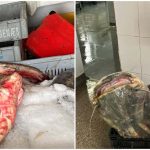 500 de kilograme de peste somn fara documente legale descoperite in Tulcea ce alte nereguli au gasit comisarii in urma controlului