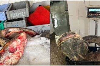 500 de kilograme de peste somn fara documente legale descoperite in Tulcea ce alte nereguli au gasit comisarii in urma controlului