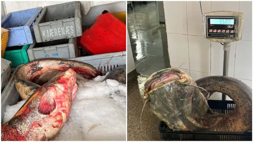 500 de kilograme de peste somn fara documente legale descoperite in Tulcea ce alte nereguli au gasit comisarii in urma controlului