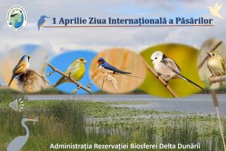 ARBDD sarbatoreste Ziua Internationala a Pasarilor miercuri 1 aprilie 2026