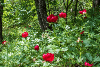 Bujorii din Dobrogea au inflorit iar autoritatiile fac avertismente amenzi mari pentru cei care ii rup