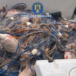 Captura ilegala de sarbatori sute de metri de plase si zeci de kilograme de scrumbie descoperite pe Dunare in apropierea Floriilor