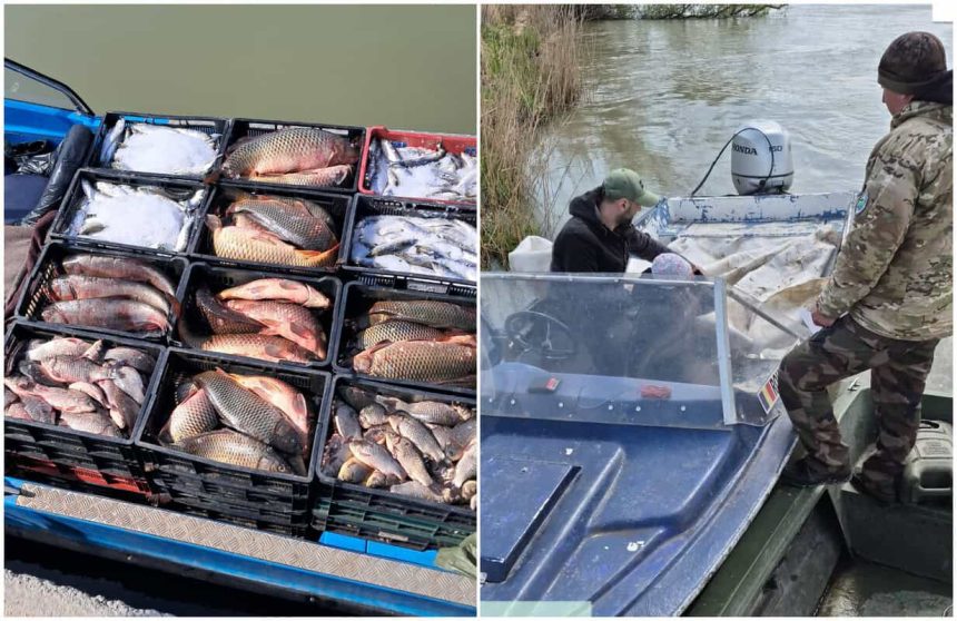 Capturi ilegale masive in Delta 90 kg de scrumbie confiscate plase retrase si amenzi de 4000 de lei