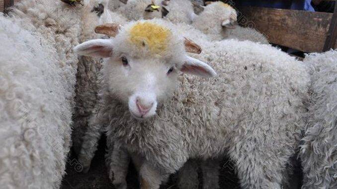 Controale in trafic inainte de Paste la Tulcea autoritatiile verifica transportul animalelor si al produselor alimentare