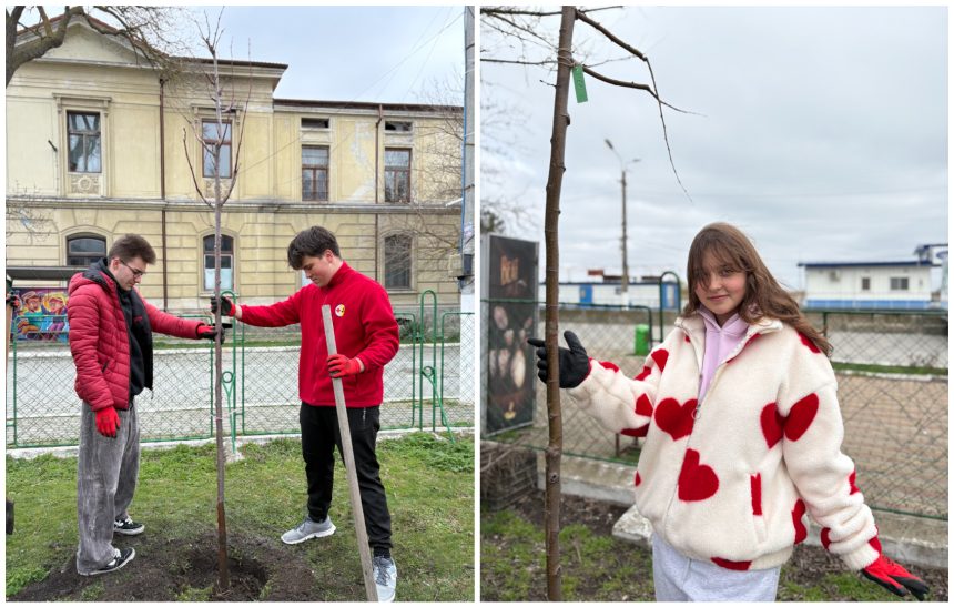 Elevii din Sulina au imbratisat munca si au plantat 33 de copaci intr o singura zi