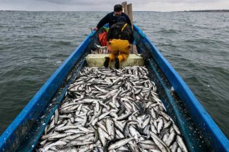 Interdictia la scrumbie se incheie pe 10 aprilie reguli precise pentru pescarii din Delta Dunarii
