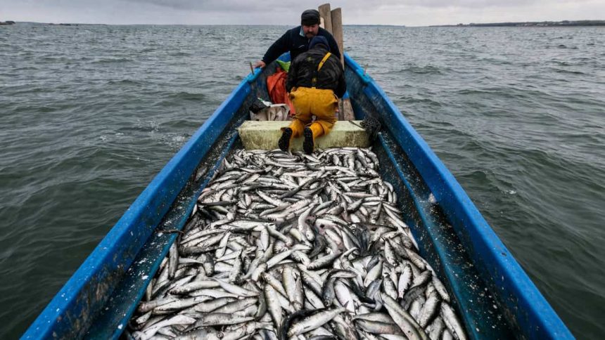 Interdictia la scrumbie se incheie pe 10 aprilie reguli precise pentru pescarii din Delta Dunarii