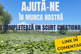Iti pasa de speciile in pericol de disparitie ARBDD te invita sa participi la un chestionar despre pasari