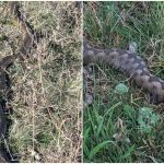 L am vazut cu ochii mei Balaurul dobrogean ingrijoreaza un sat din Tulcea Nu este unul ci mai multi A fost observata si o vipera veninoasa foto