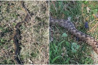 L am vazut cu ochii mei Balaurul dobrogean ingrijoreaza un sat din Tulcea Nu este unul ci mai multi A fost observata si o vipera veninoasa foto