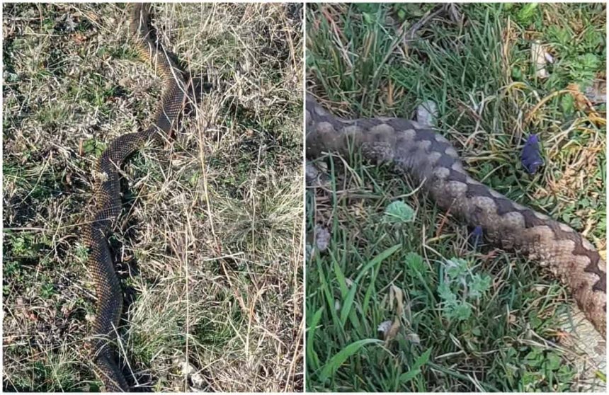 L am vazut cu ochii mei Balaurul dobrogean ingrijoreaza un sat din Tulcea Nu este unul ci mai multi A fost observata si o vipera veninoasa foto