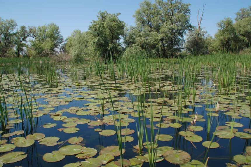Mii de turisti asteptati de 1 Mai in Delta Dunarii Iata regulile importante pe care nu trebuie sa le neglijezi