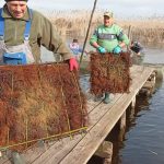 Peste 1000 de cuiburi cu icre de salau au fost introduse in lacul Razim pentru refacerea populatiei