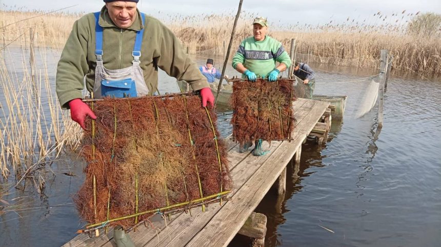 Peste 1000 de cuiburi cu icre de salau au fost introduse in lacul Razim pentru refacerea populatiei