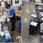 Primaria Babadag deruleaza sterilizari gratuite pentru caini rugaminte pe scara larga din partea locuitorilor