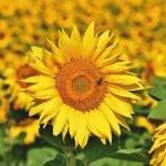 Romania isi intareste pozitia de lider european in productia de floarea soarelui pana in 2025