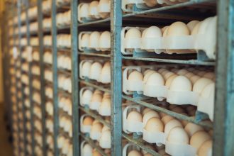 Romnia devine un exportator de top de ou n UE cu livrri record i investiii n procesare