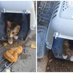 Abandonat in cusca cu o gogoasa langa el Un catelus descoperit pe strada in Tulcea