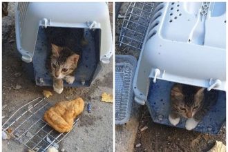 Abandonat in cusca cu o gogoasa langa el Un catelus descoperit pe strada in Tulcea