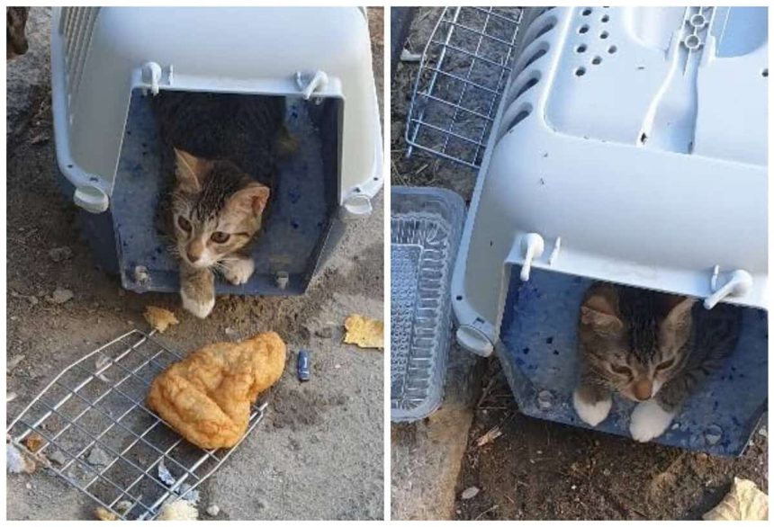 Abandonat in cusca cu o gogoasa langa el Un catelus descoperit pe strada in Tulcea