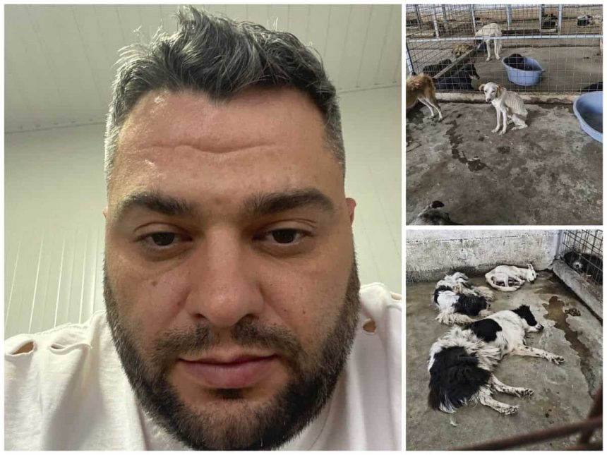 Cristian Geambazu intangibil la Daeni cine este responsabil pentru cainii din adapost