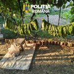 Descinderi ca in filme la Tulcea O fabrica de tigari descoperita intr o locuinte Peste jumatate de tona de tutun confiscata