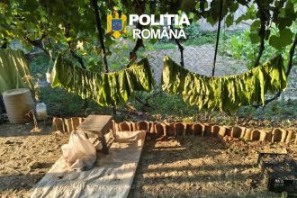 Descinderi ca in filme la Tulcea O fabrica de tigari descoperita intr o locuinte Peste jumatate de tona de tutun confiscata