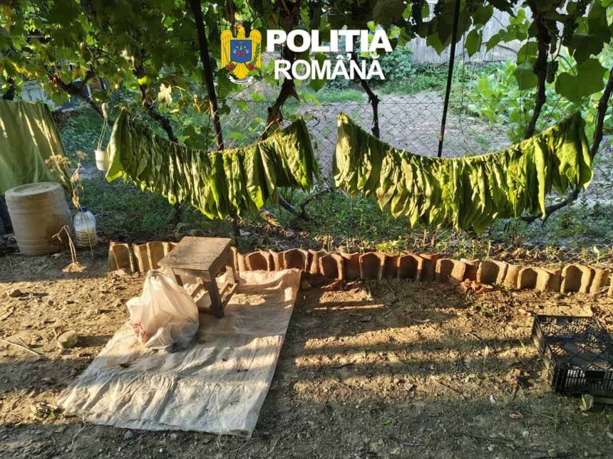 Descinderi ca in filme la Tulcea O fabrica de tigari descoperita intr o locuinte Peste jumatate de tona de tutun confiscata