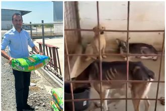 Drama continua in adapostul terorii de la daeni cainii inca asteapta sa fie salvati video