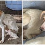 Groaza la Daeni Adapost pentru caini investigat pentru torturarea si uciderea animalelor foto