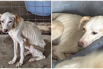 Groaza la Daeni Adapost pentru caini investigat pentru torturarea si uciderea animalelor foto