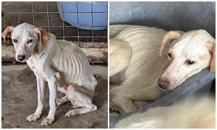 Groaza la Daeni Adapost pentru caini investigat pentru torturarea si uciderea animalelor foto