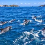 Oceanele lumii au inregistrat temperaturi record in iulie cauzate de fenomenul El Nino