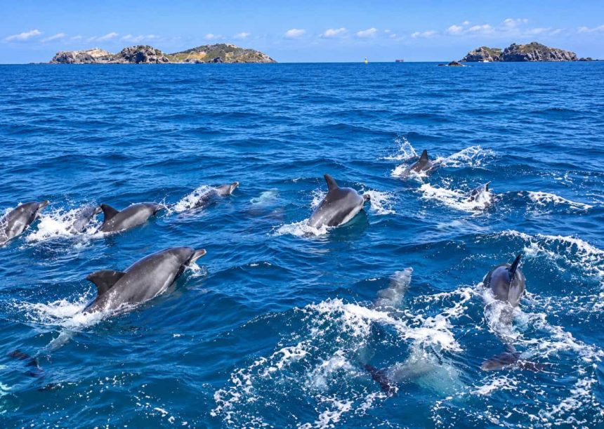Oceanele lumii au inregistrat temperaturi record in iulie cauzate de fenomenul El Nino
