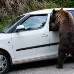 Un urs flamand a distrus masina unor turisti pe Transfagarasan in cautarea hranei
