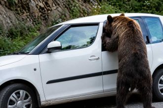 Un urs flamand a distrus masina unor turisti pe Transfagarasan in cautarea hranei
