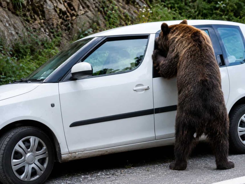 Un urs flamand a distrus masina unor turisti pe Transfagarasan in cautarea hranei