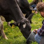 Un virus necunoscut infecteaza bovinele din Europa a fost identificat si in Germania