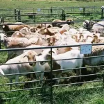 variola ovina afecteaza tulcea 12 animale decedate in peceneaga suspiciuni la agighiol