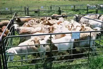 variola ovina afecteaza tulcea 12 animale decedate in peceneaga suspiciuni la agighiol