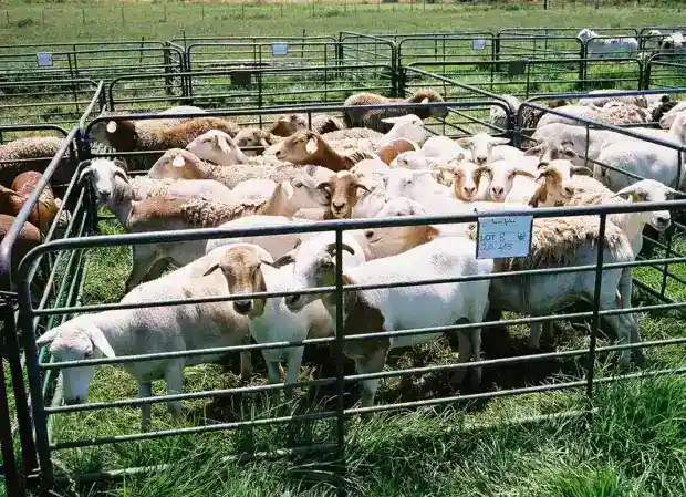 variola ovina afecteaza tulcea 12 animale decedate in peceneaga suspiciuni la agighiol