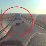video socant in tulcea un copil la un pas de tragedie dupa ce a cazut dintr o masina in miscare