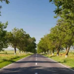 6.390 de copaci de pe drumurile Tulcei, scoși la vânzare pentru peste un milion de lei